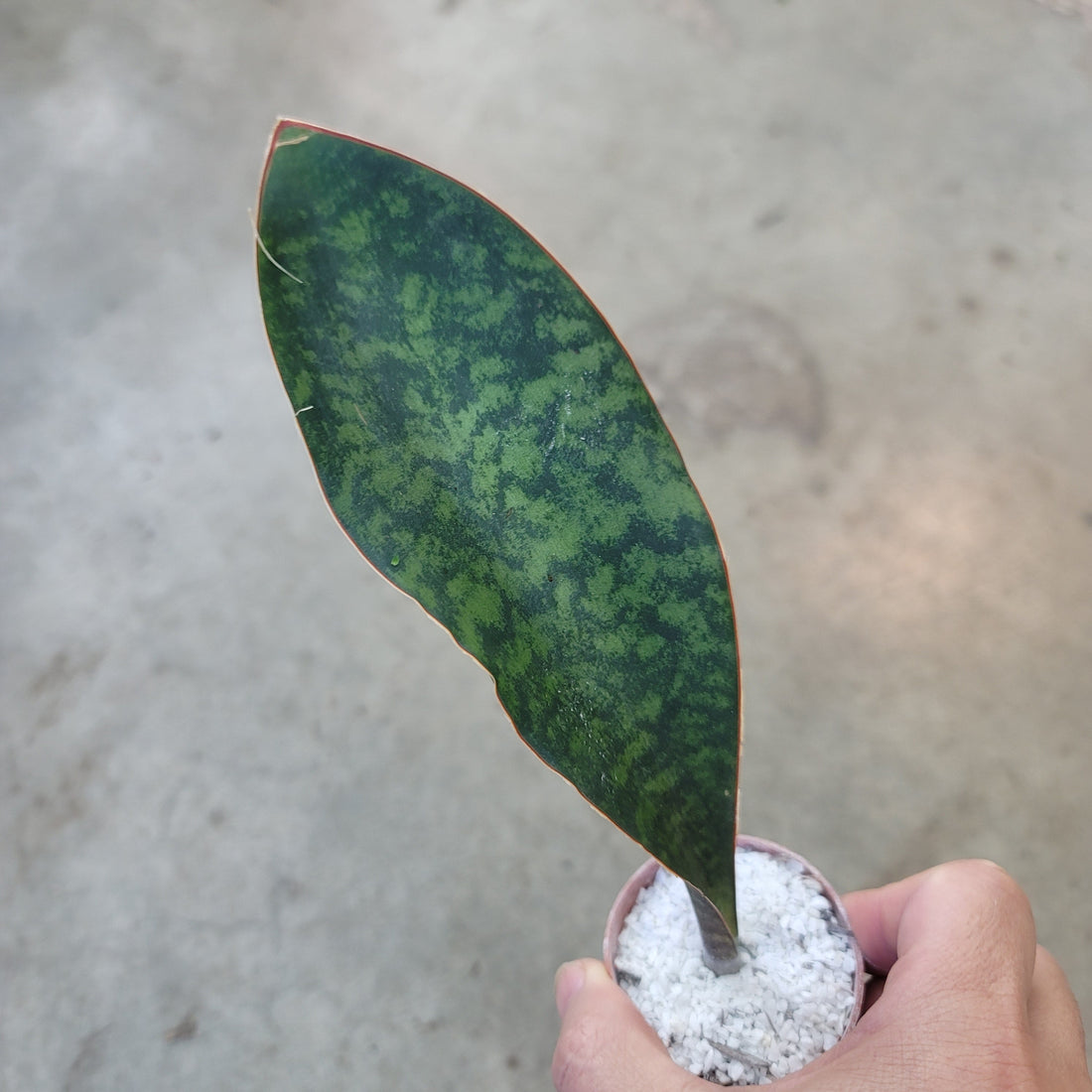 Feng shui plants for good luck in 2024