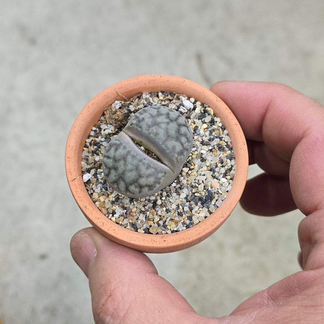 How to care for Lithops (Living Stone)