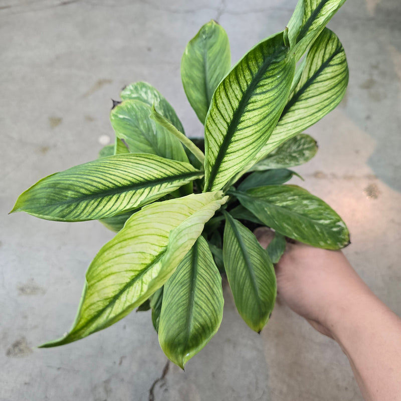 Top 5 Plants for Apartment Living (minimal light)