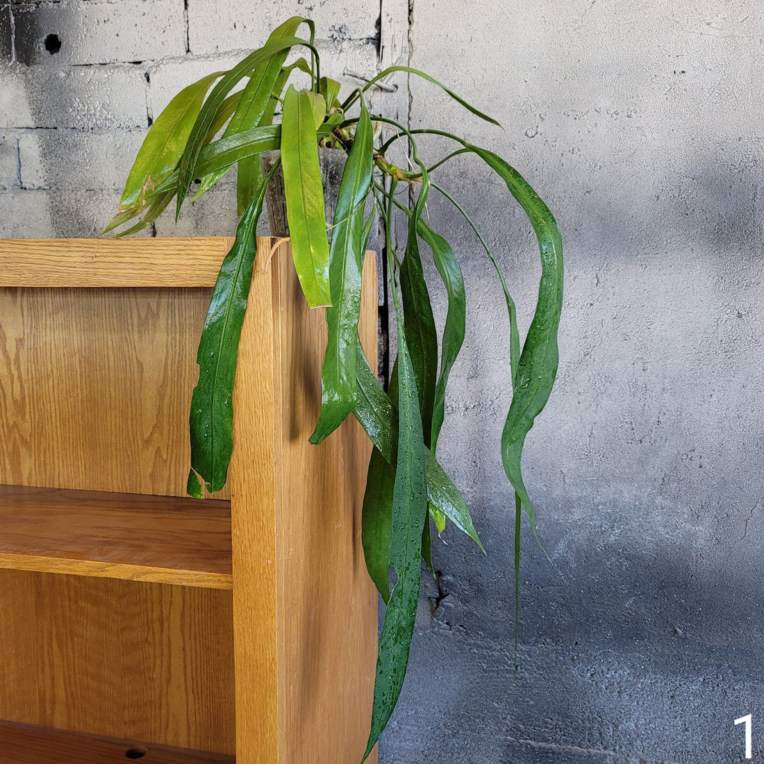Variegated Anthurium Vittarifolium with long, strappy green and white leaves displayed in a modern indoor setting.