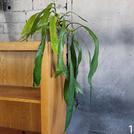 Variegated Anthurium Vittarifolium with long, strappy green and white leaves displayed in a modern indoor setting.