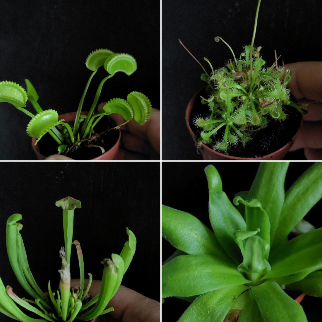 Halloween edition: Plants that "eat" bugs!