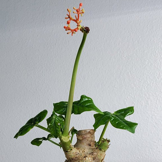 JATROPHA PODAGRICA