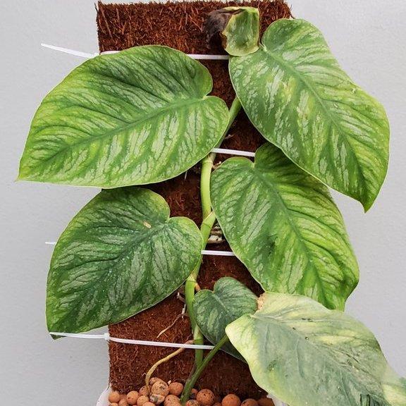 MONSTERA DUBIA