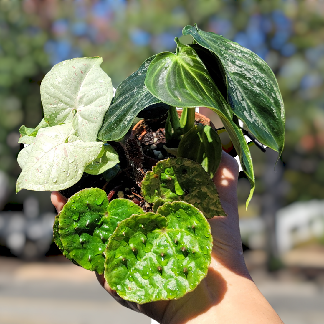 Bringing houseplants inside for winter