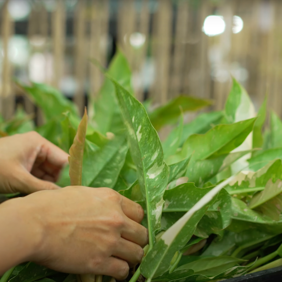 Philodendron Ring of Fire... and a New Strain?