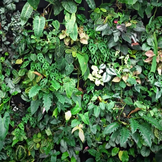 Living Wall Update: New Plants and Lights