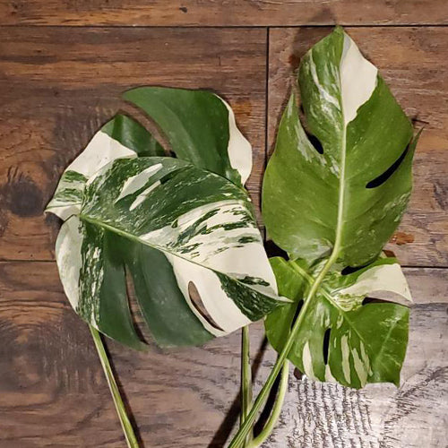 MONSTERA BORSIGIANA ALBO