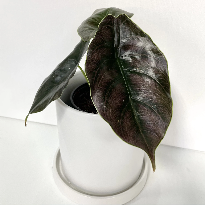 alocasia-azlanii