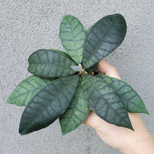 HOYA CALLISTOPHYLLA