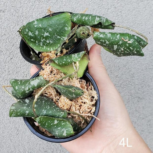 HOYA IMBRICATA
