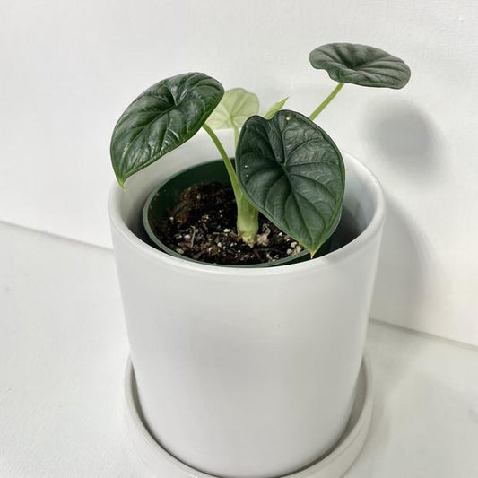 ALOCASIA DRAGON SCALE