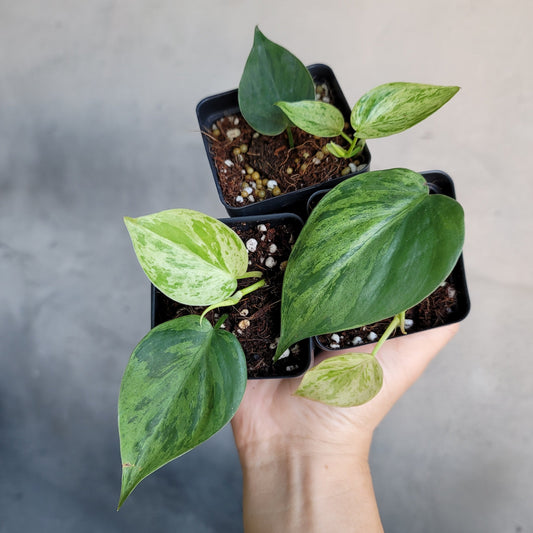 PHILODENDRON HEDERACEUM