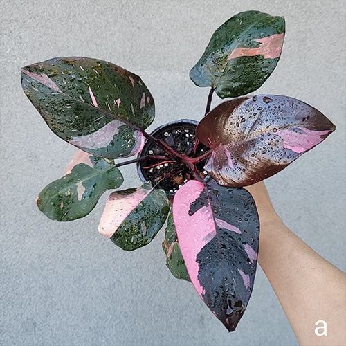 PHILODENDRON PINK PRINCESS