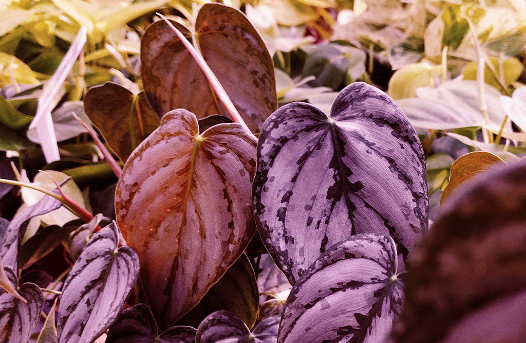 Philodendron Pink Princess and her rare sisters