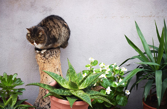 cat safe house plant