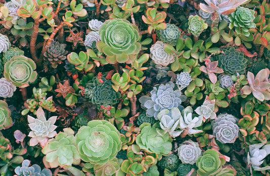 What Are Succulents? Top questions and where to buy them