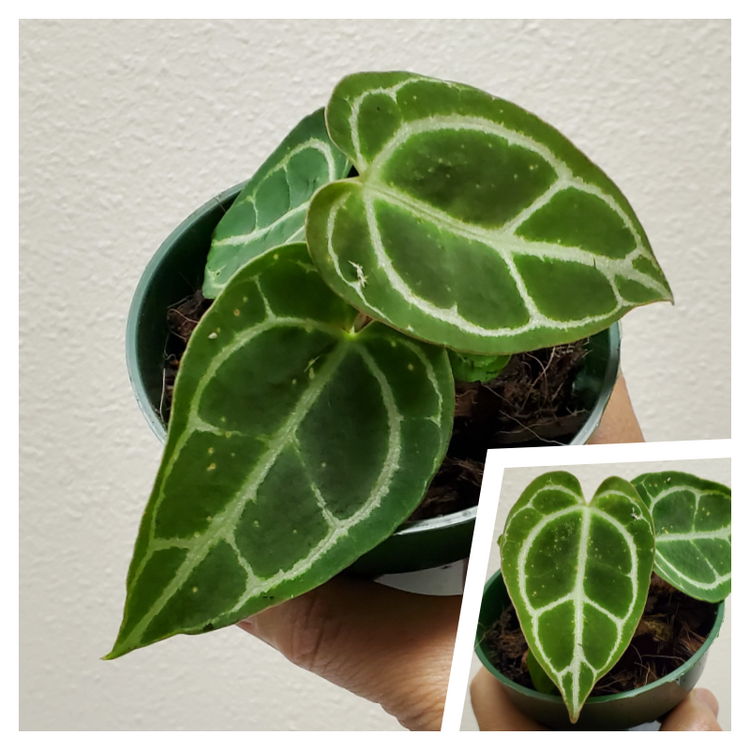 Rare & Exotic Plants