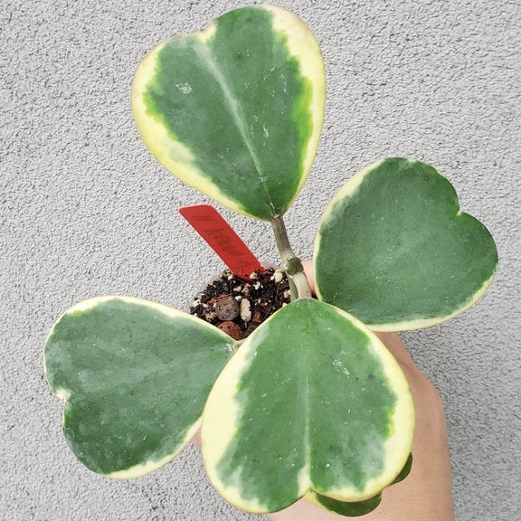 HOYA KERRII VARIEGATA