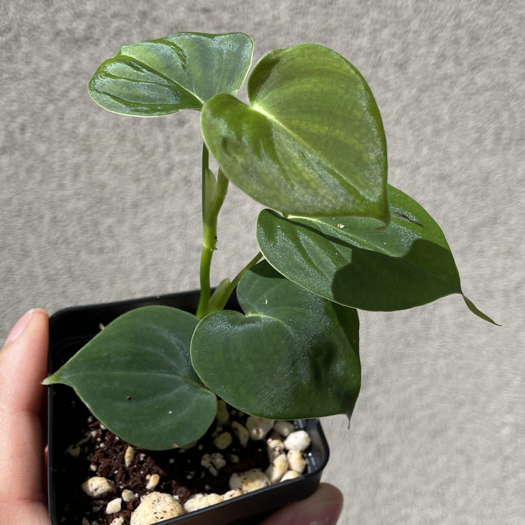 PHILODENDRON LUPINUM
