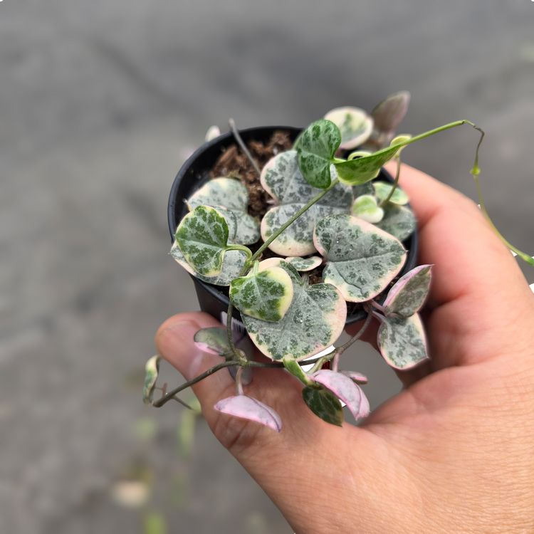 CEROPEGIA