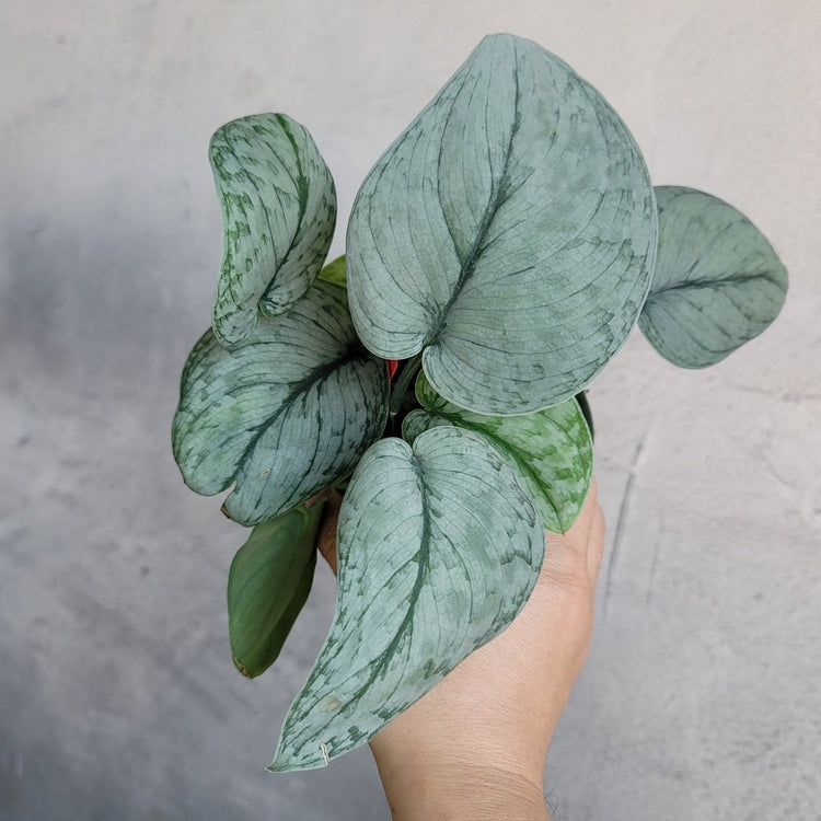 SCINDAPSUS SILVER