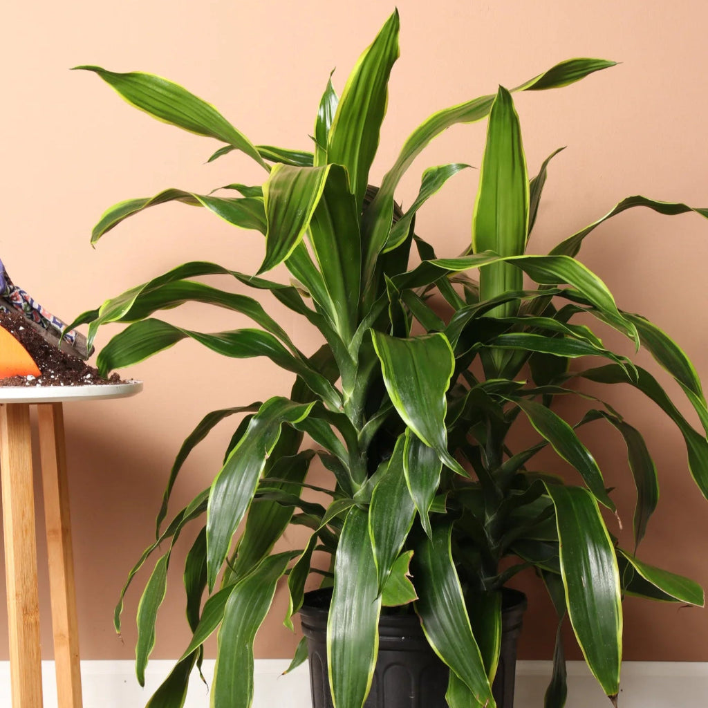 Dracaena frag. 'Carmen' - 10"