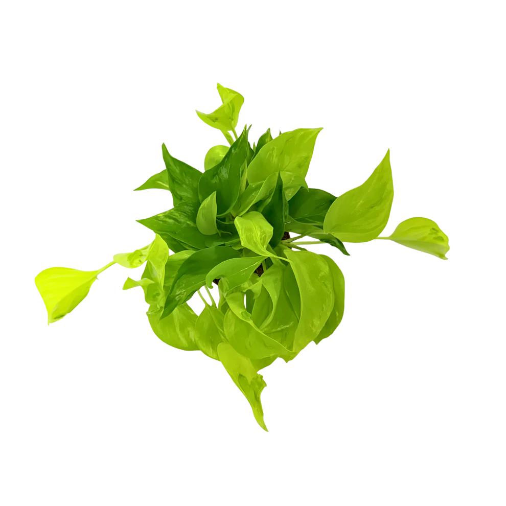 Epipremnum 'Sao Paulo' - 4"