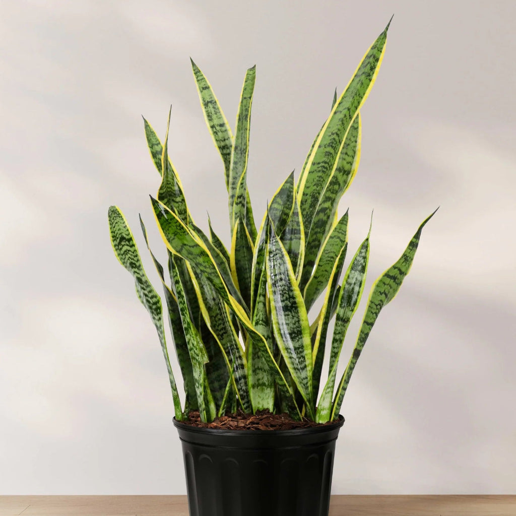 Sansevieria tri. var. laurentii - 10"