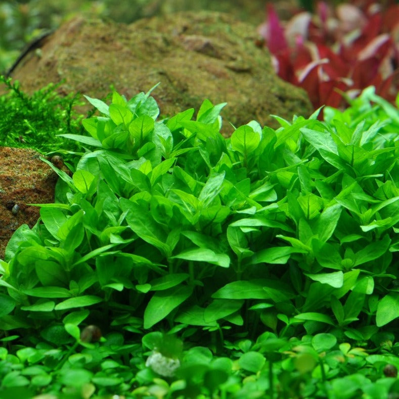 Staurogyne repens - 2"