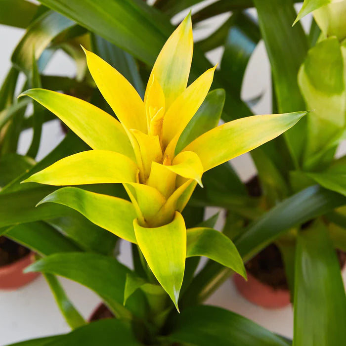 Bromeliad Guzmania - Yellow - 4"