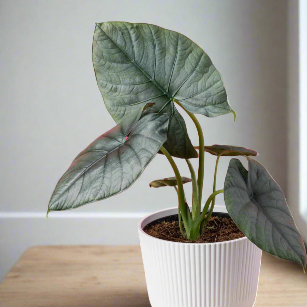 Alocasia reginae - 4"