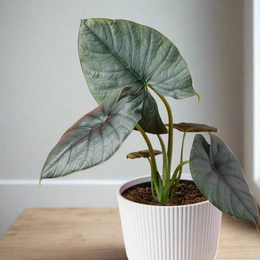 Alocasia reginae - 4"