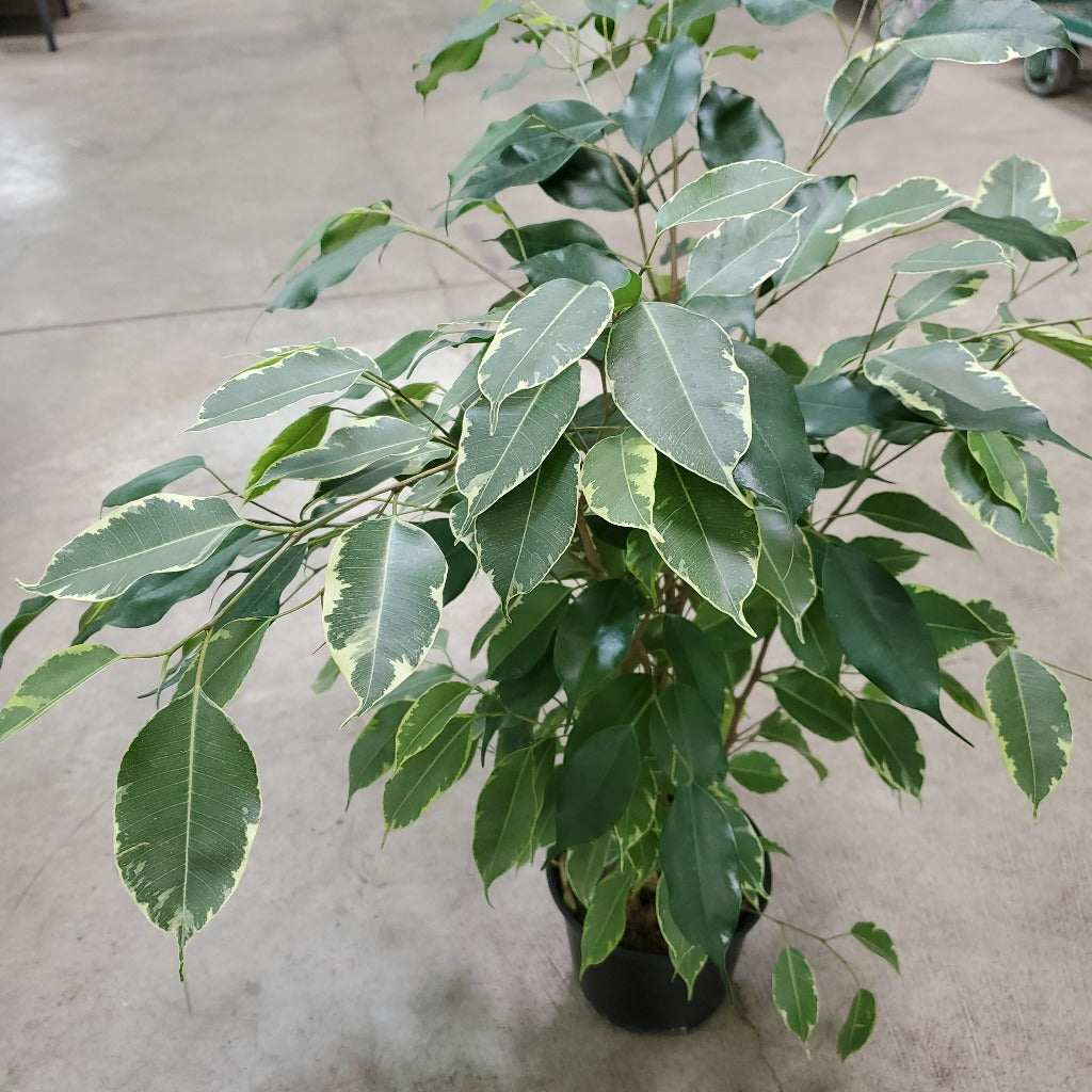 Ficus benjamina variegata - bush