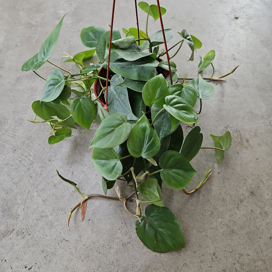 Philodendron hederaceum cordatum - 6"