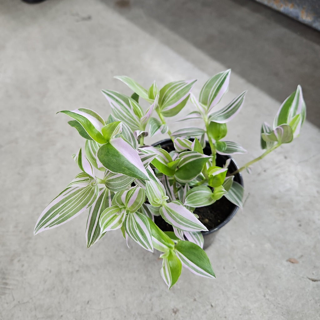 Tradescantia 'Pink Lollipop' - 4"