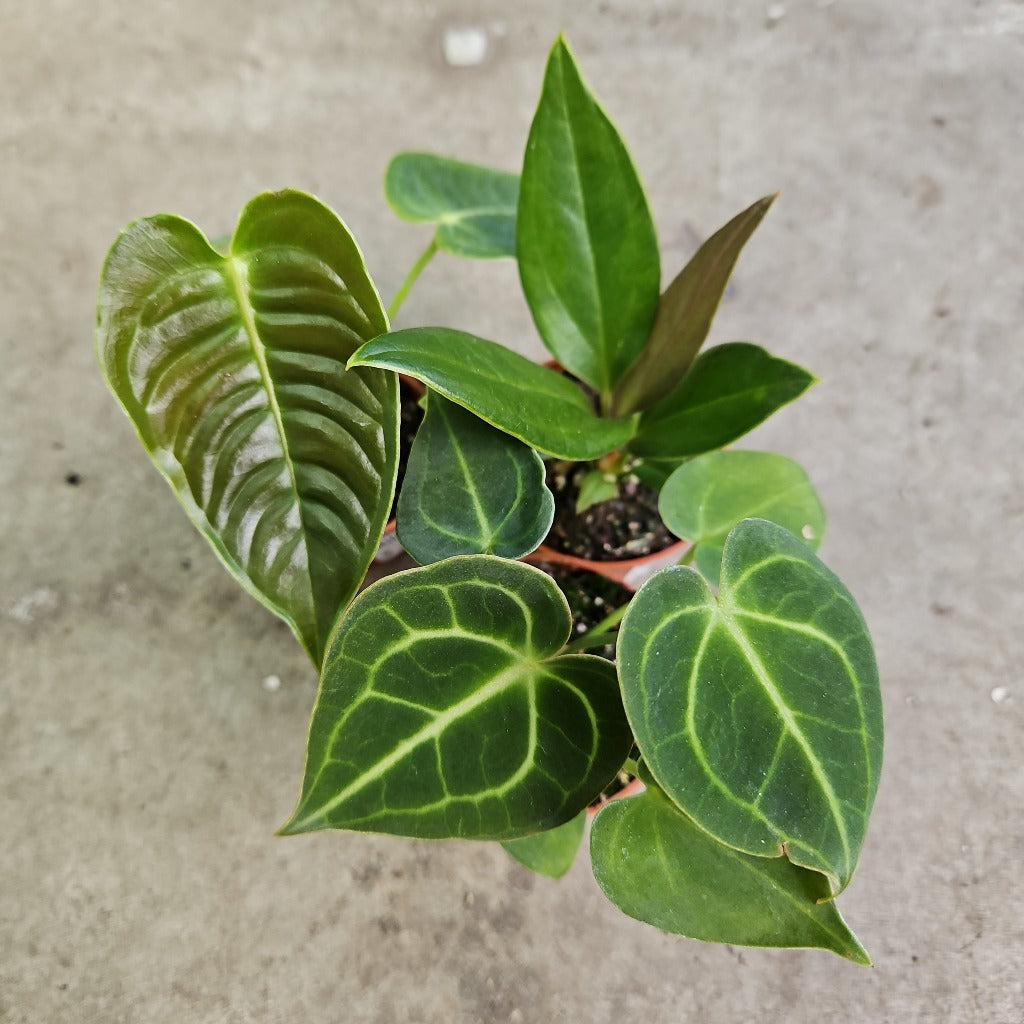 Anthurium assorted - 2"