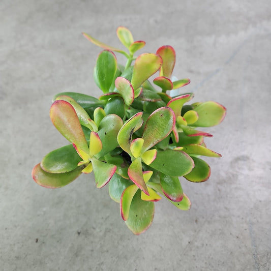 Crassula ovata 'Sunset' - 4"