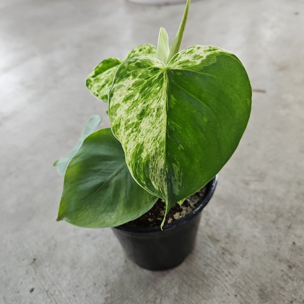 Philodendron hederaceum variegated - 4"
