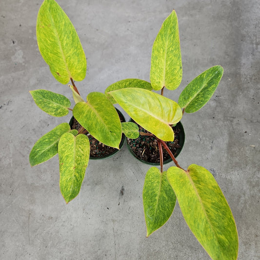 Philodendron painted lady - 6"