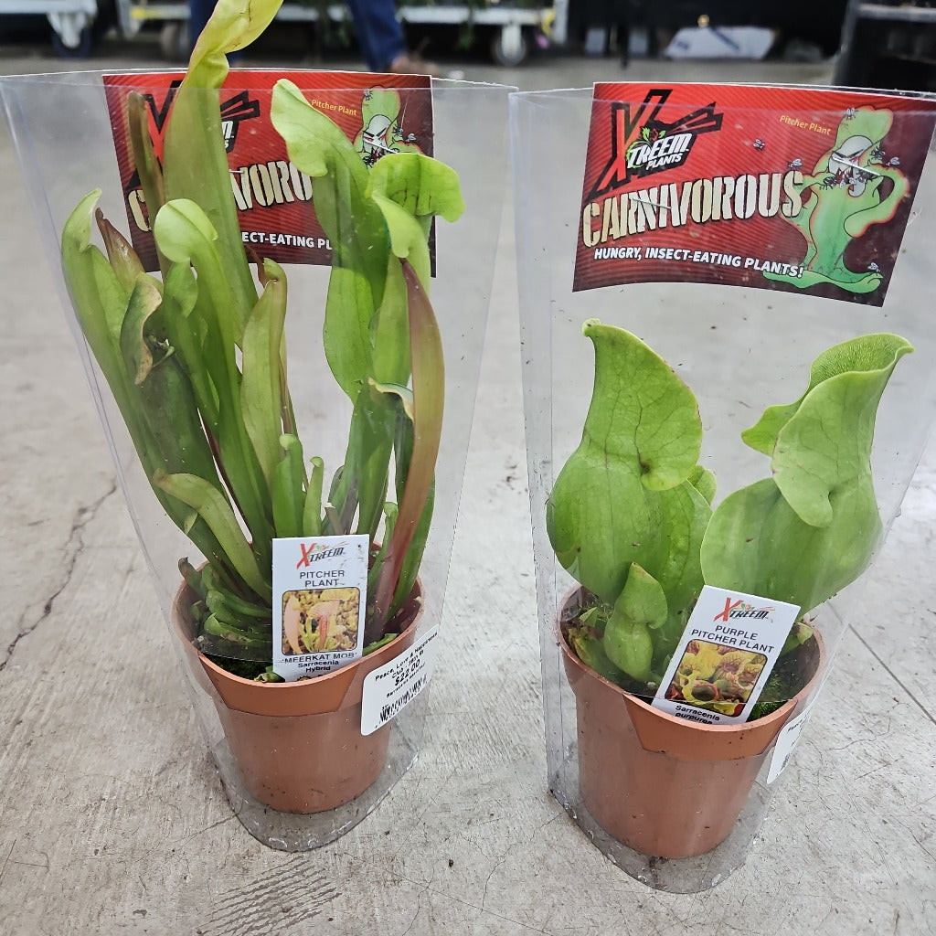 Sarracenia assorted - 3"