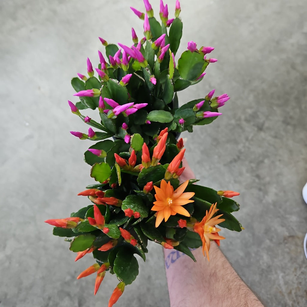 Schlumbergera gaertneri - 4"