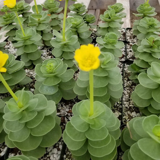 Portulaca molokiniensis - 2"