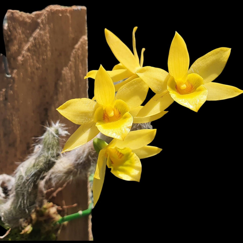 Dendrobium 'Senile'