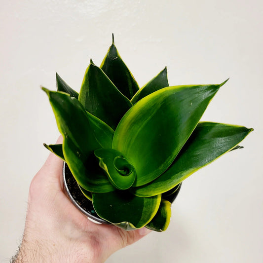 Sansevieria Hahnii Emerald Star - 4"