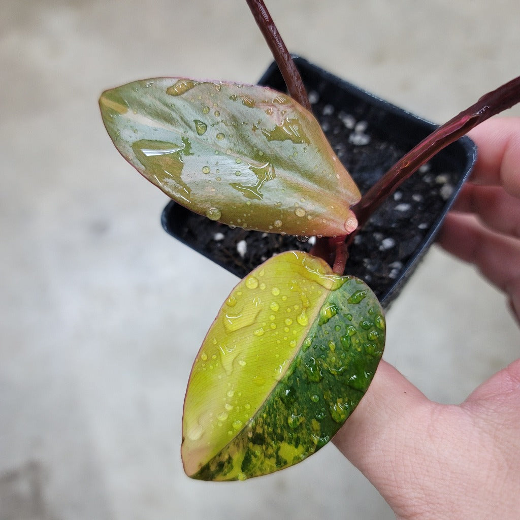 Philodendron Strawberry Shake - node cutting