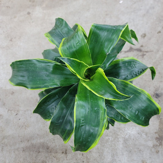 Dracaena fragrans 'Dorado' - 8"