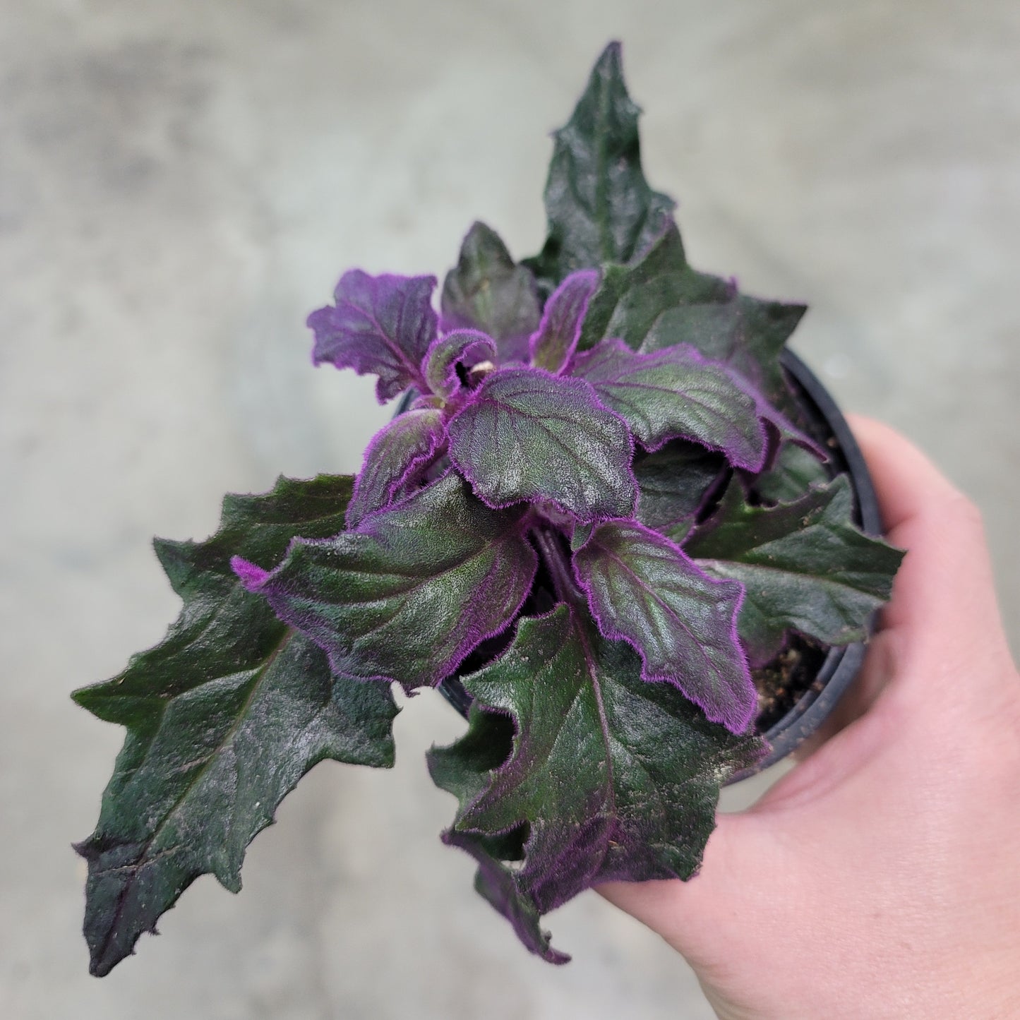 Gynura aurantiaca - 4"