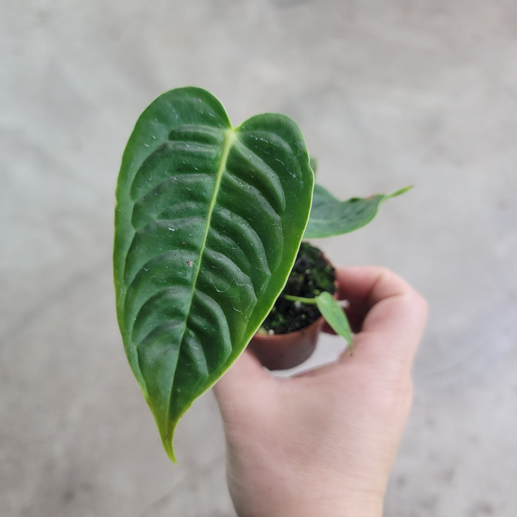 Anthurium veitchii - 2"