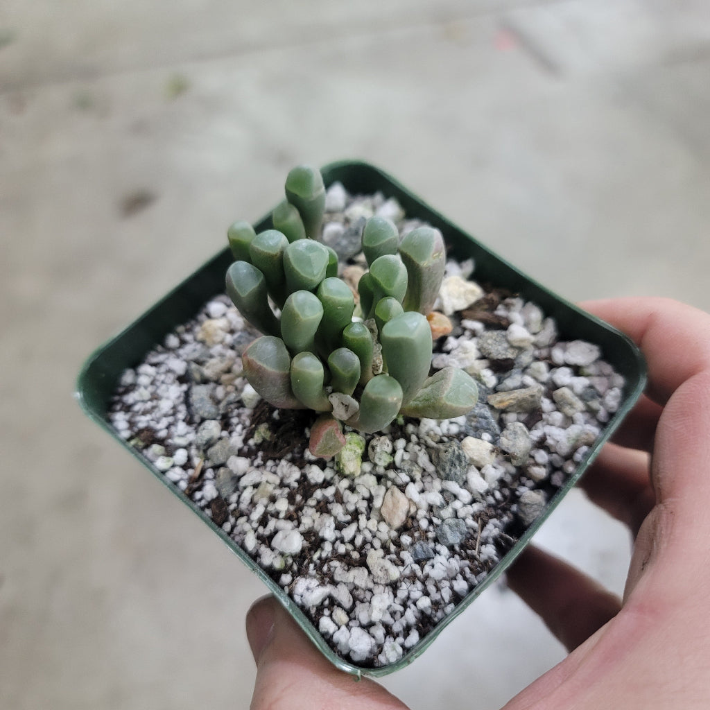 Fenestraria rhopalophylla - 4"